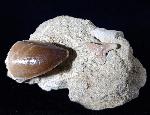 Mosasaurus beaugei ARAMBOURG 1952 & Haizahn non det. - Bild © FossNet FossilienStore